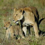 Kalahari