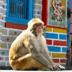 31Shimla