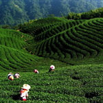 10Tea-harvest