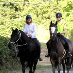 Horse_21